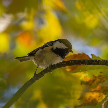 Coal Tit 宮城県仙台市 Fri, 11/3/2023