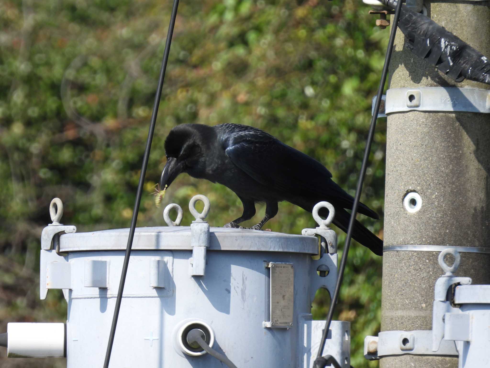 Large-billed Crow