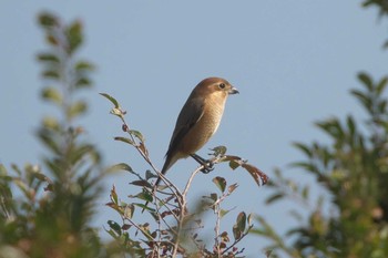 モズ 東京港野鳥公園 2023年11月3日(金)