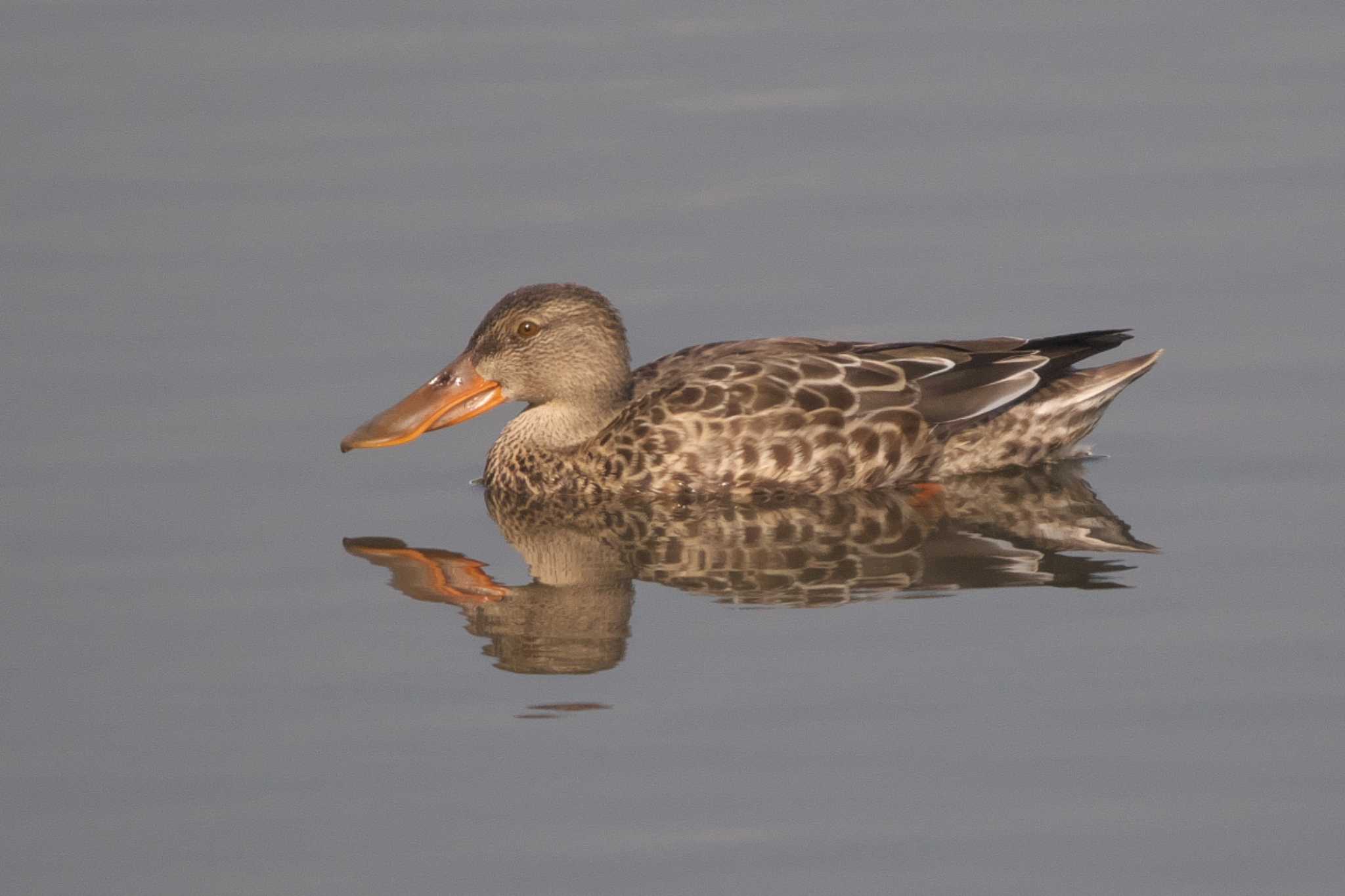 Northern Shoveler