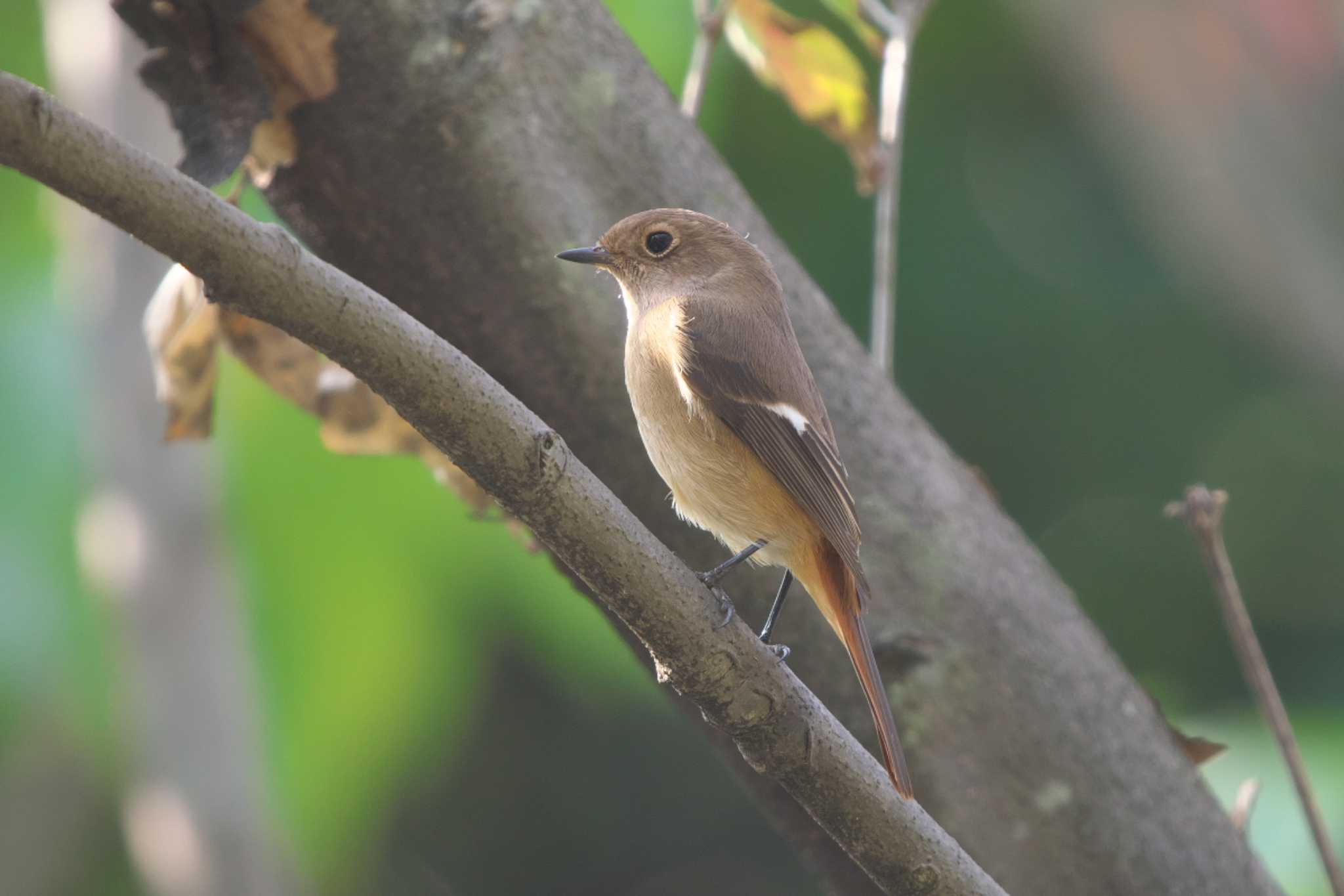 Daurian Redstart