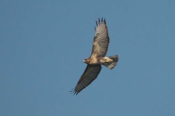 2023年11月3日(金) 東京港野鳥公園の野鳥観察記録