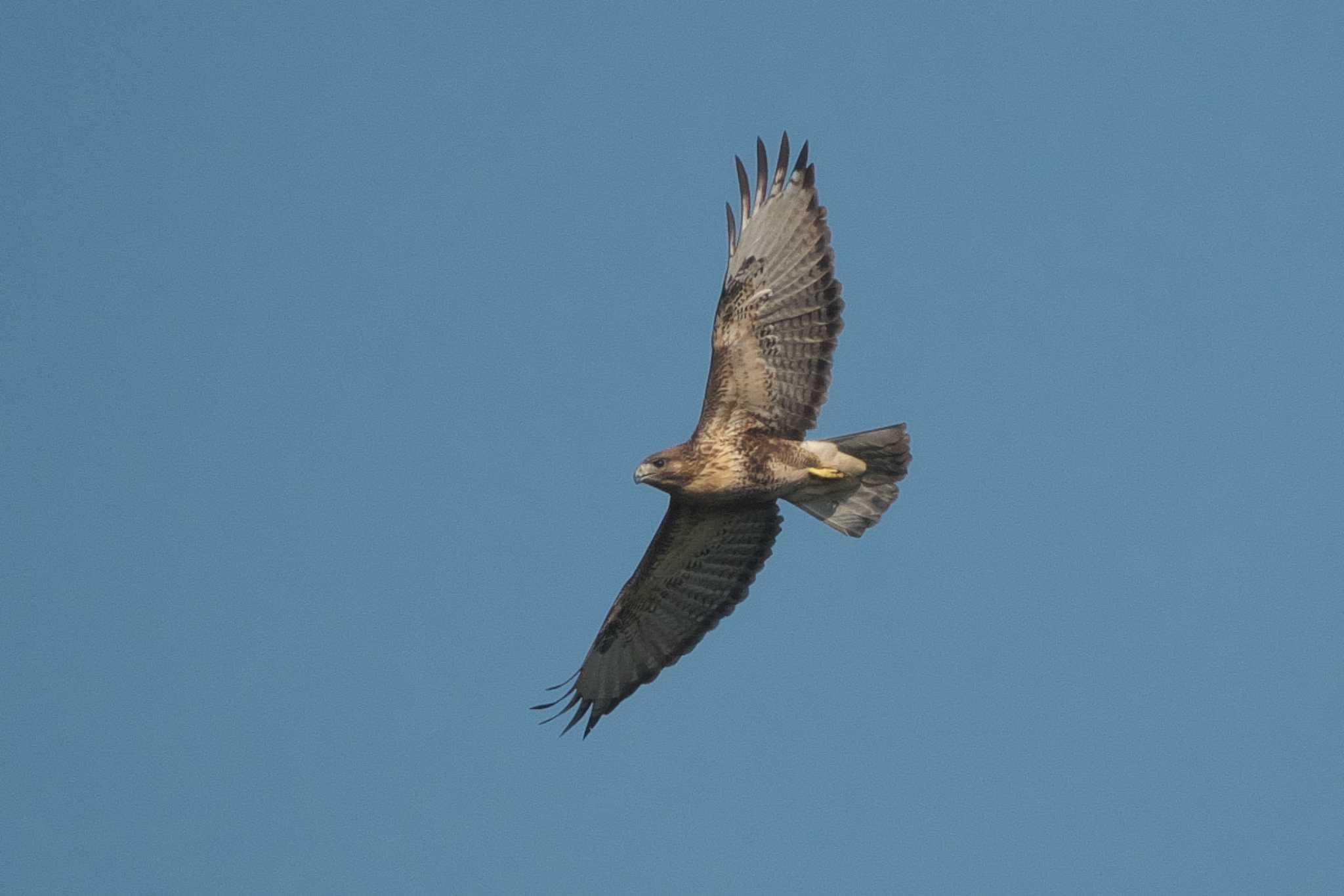 Eastern Buzzard