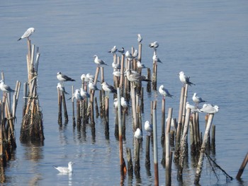 ユリカモメ 葛西臨海公園 2023年11月3日(金)