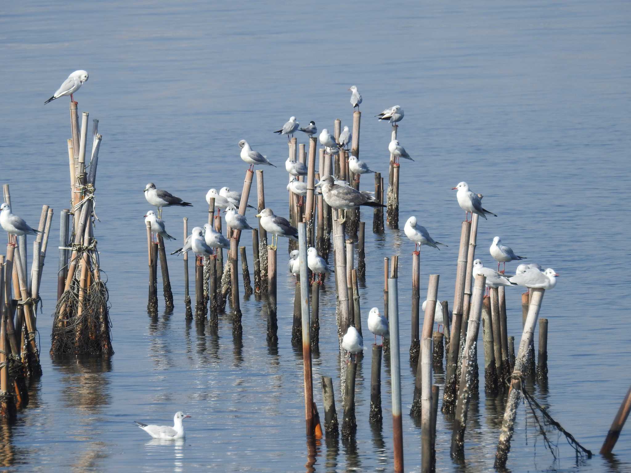 Black-headed Gull