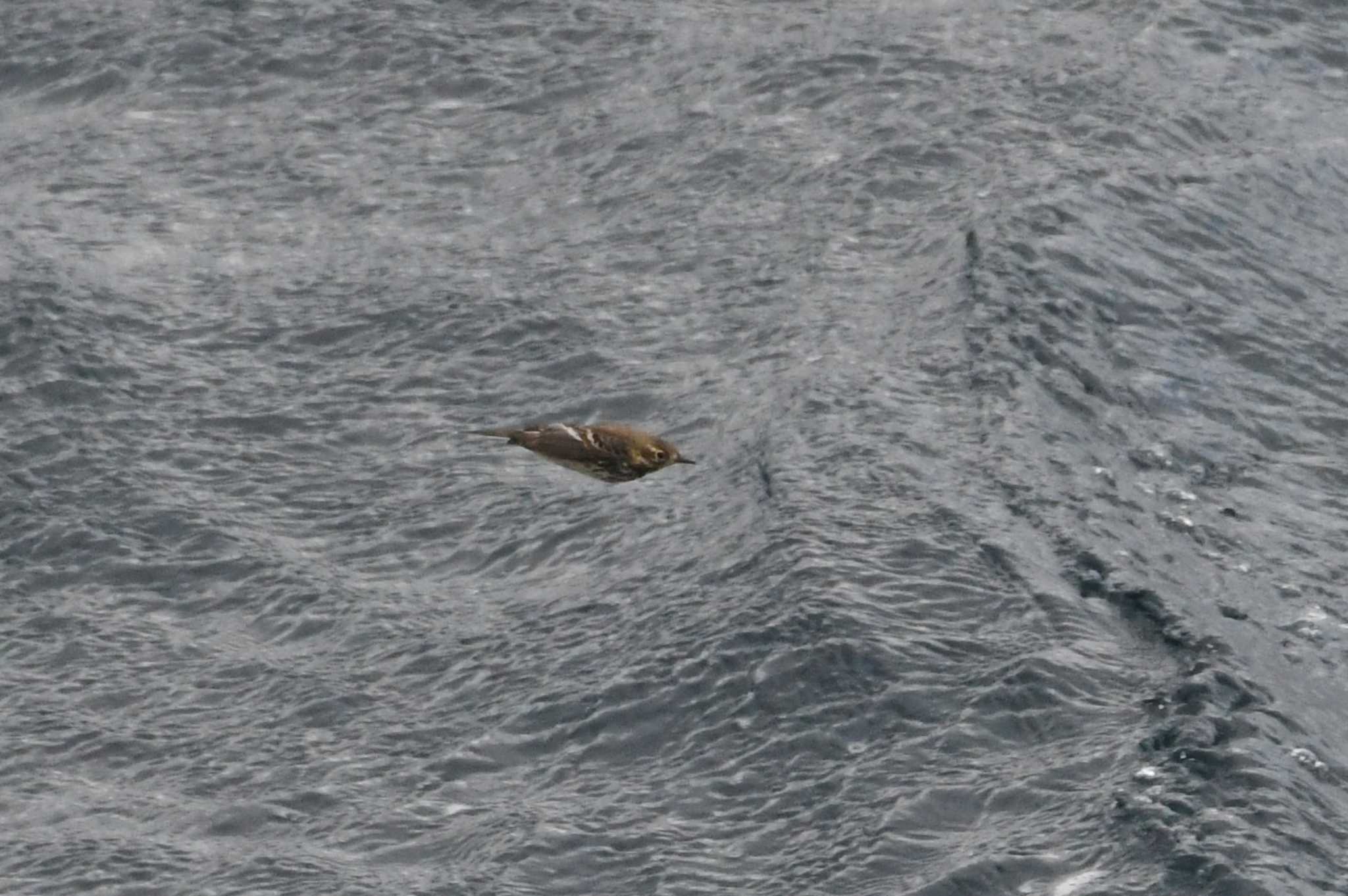 Water Pipit