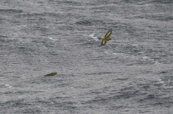 2023年10月22日(日) 八戸-苫小牧航路の野鳥観察記録