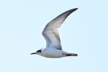 Whiskered Tern Watarase Yusuichi (Wetland) Fri, 11/3/2023