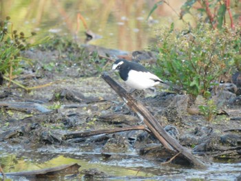 Fri, 11/3/2023 Birding report at 守谷野鳥のみち