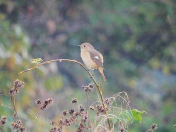 ジョウビタキ 守谷野鳥のみち 2023年11月3日(金)