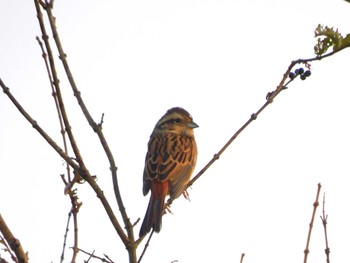 ホオジロ 守谷野鳥のみち 2023年11月3日(金)