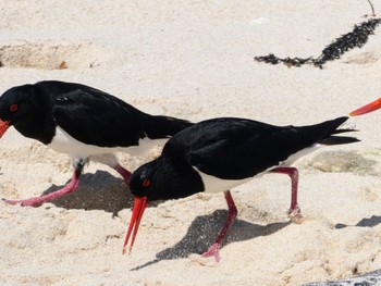 Pied Oystercatcher Rottnest Island Thu, 10/19/2023