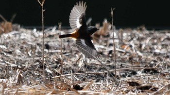 2022年2月12日(土) 愛知県瀬戸市ねむの森の野鳥観察記録
