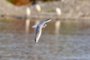 ユリカモメ 多摩川二ヶ領宿河原堰 2023年11月3日(金)