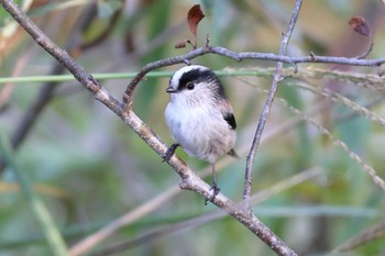 Long-tailed Tit 平谷川 Fri, 11/3/2023