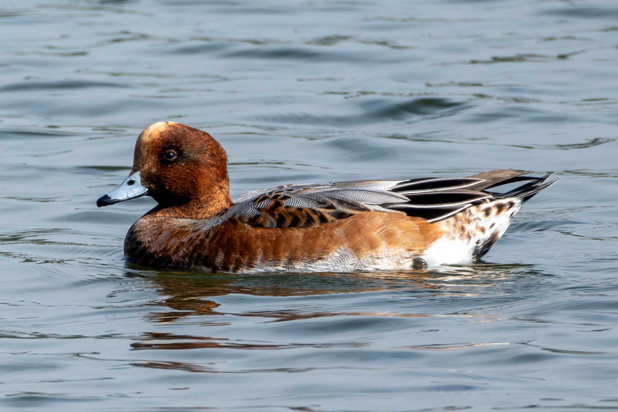 Eurasian Wigeon