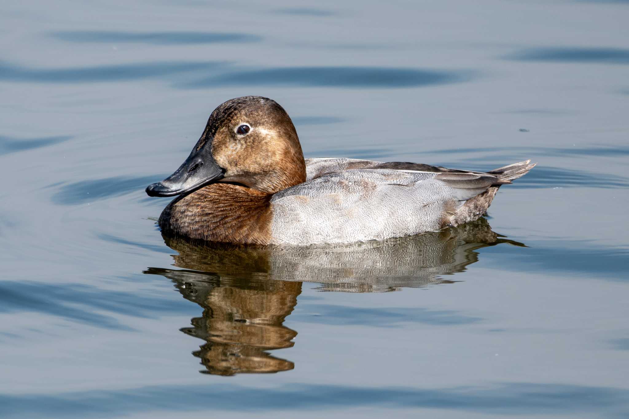 Common Pochard