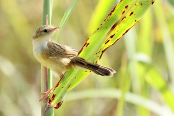 Zitting Cisticola 河川環境楽園 Wed, 10/11/2023