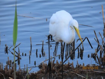 ダイサギ 葛西臨海公園 2023年11月3日(金)