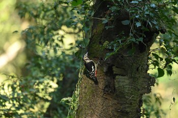 Great Spotted Woodpecker 八丁湖 Mon, 10/30/2023