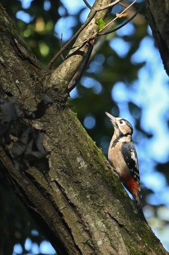 Great Spotted Woodpecker 八丁湖 Mon, 10/30/2023