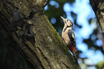 Great Spotted Woodpecker 八丁湖 Mon, 10/30/2023