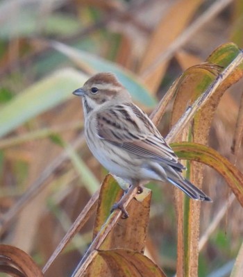 Common Reed Bunting Izunuma Fri, 11/3/2023