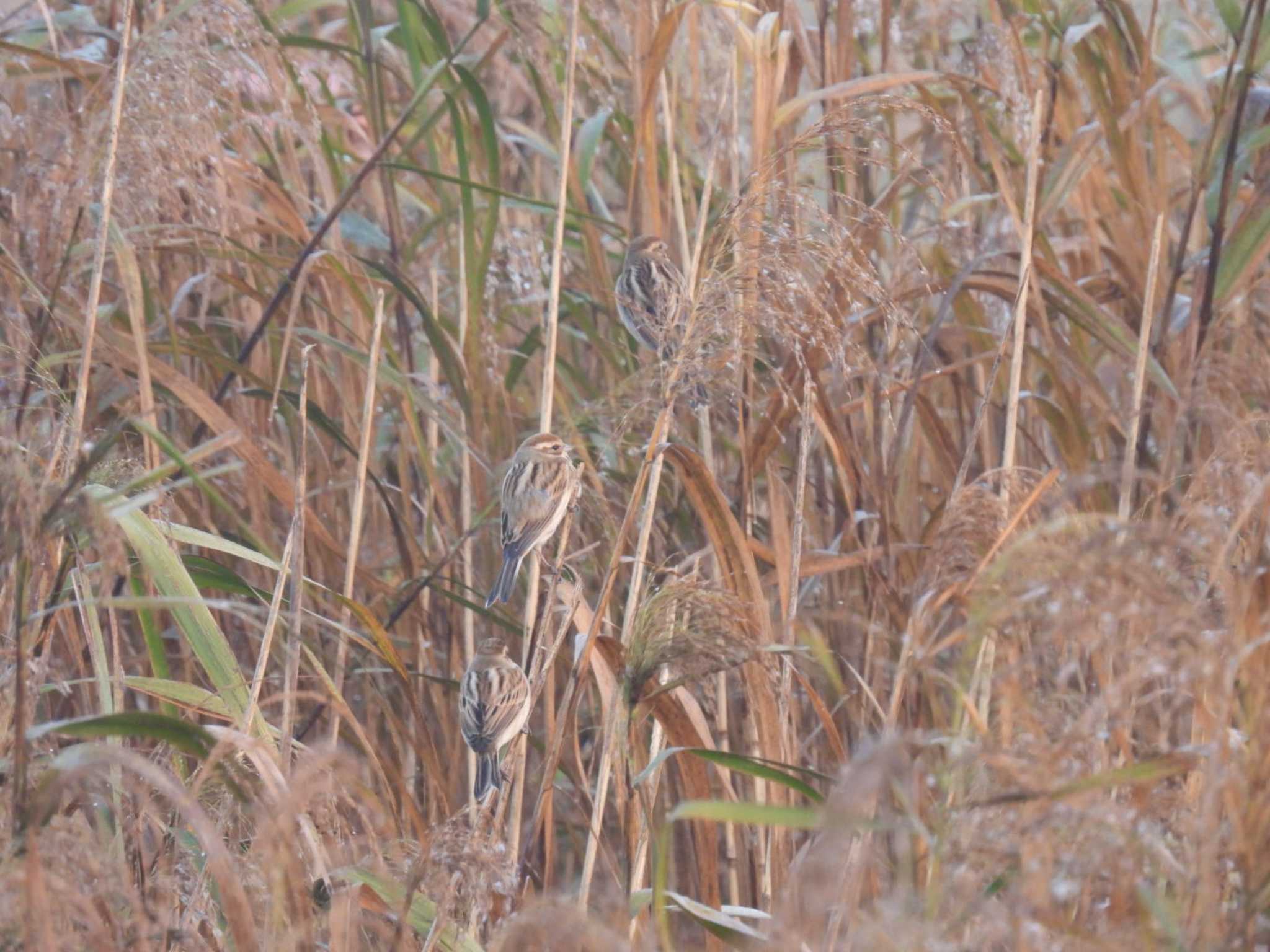 Photo of Common Reed Bunting at Izunuma by カズー