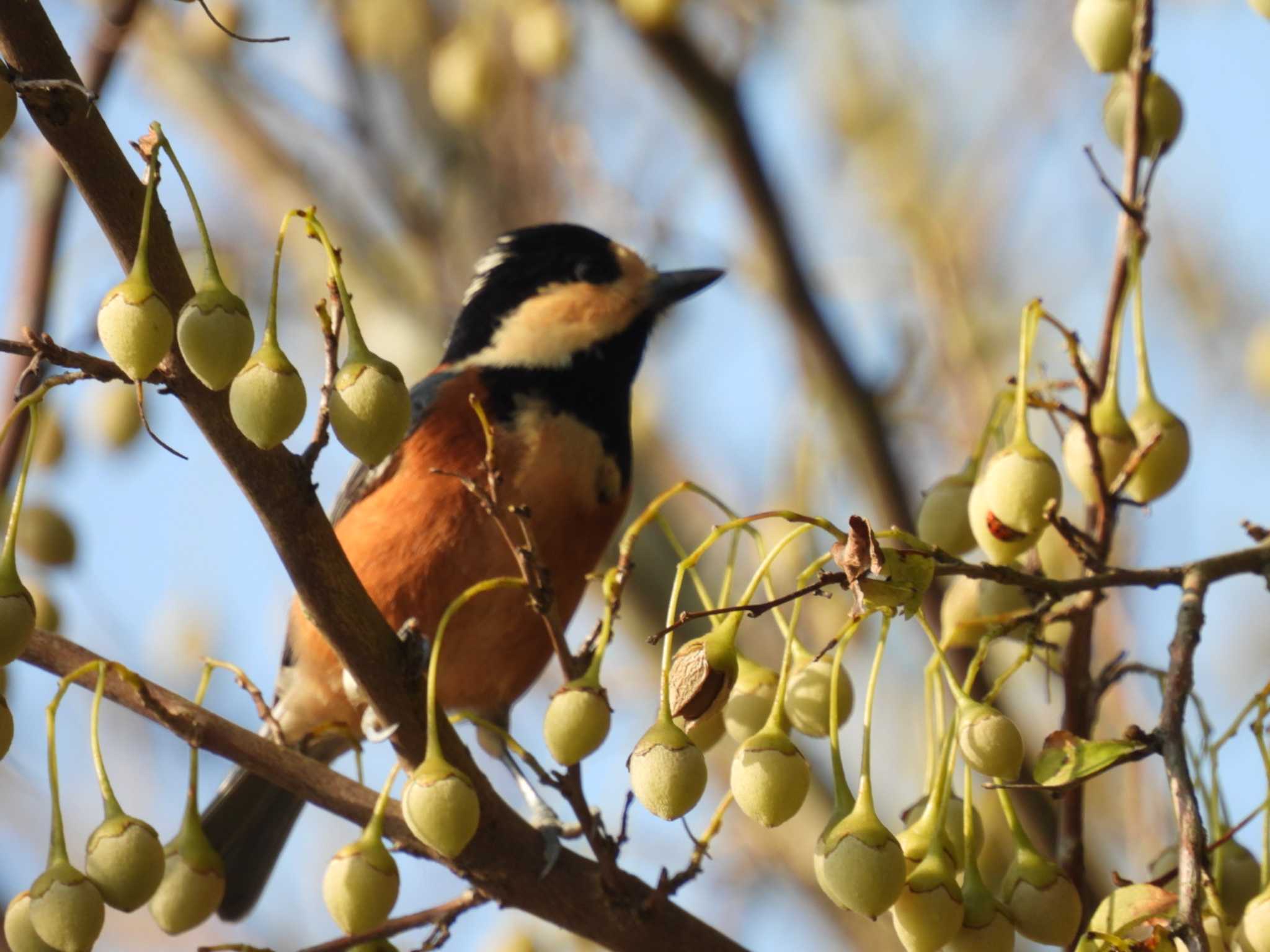 Photo of Varied Tit at Izunuma by カズー