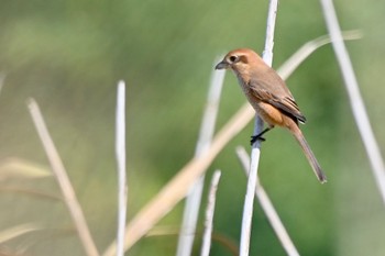 Bull-headed Shrike 原市沼 Fri, 11/3/2023