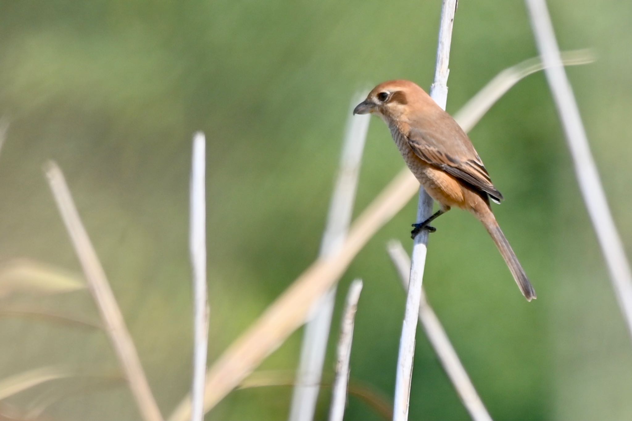 Photo of Bull-headed Shrike at 原市沼 by Z秀丸