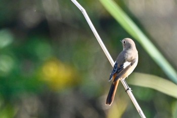 Daurian Redstart 原市沼 Fri, 11/3/2023