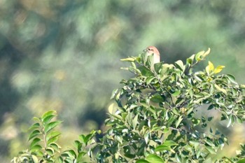 Bull-headed Shrike 原市沼 Fri, 11/3/2023