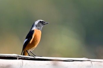 Daurian Redstart 原市沼 Fri, 11/3/2023