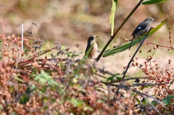 ジョウビタキ 原市沼 2023年11月3日(金)