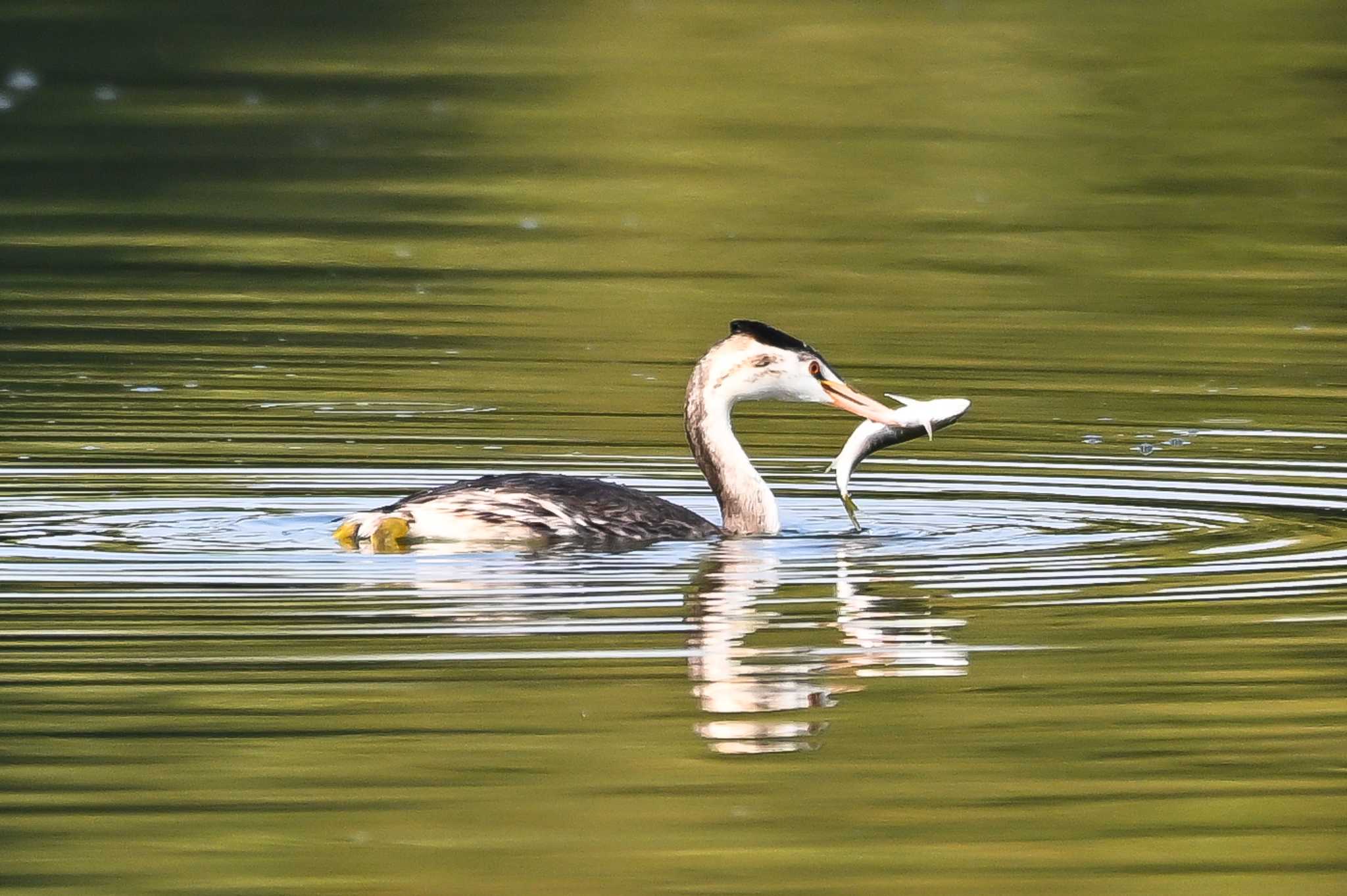 Photo of Great Crested Grebe at Watarase Yusuichi (Wetland) by Yokai