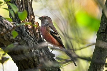 2023年11月3日(金) 渡良瀬遊水地の野鳥観察記録