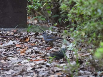 クロジ 猿江恩賜公園 2023年10月28日(土)