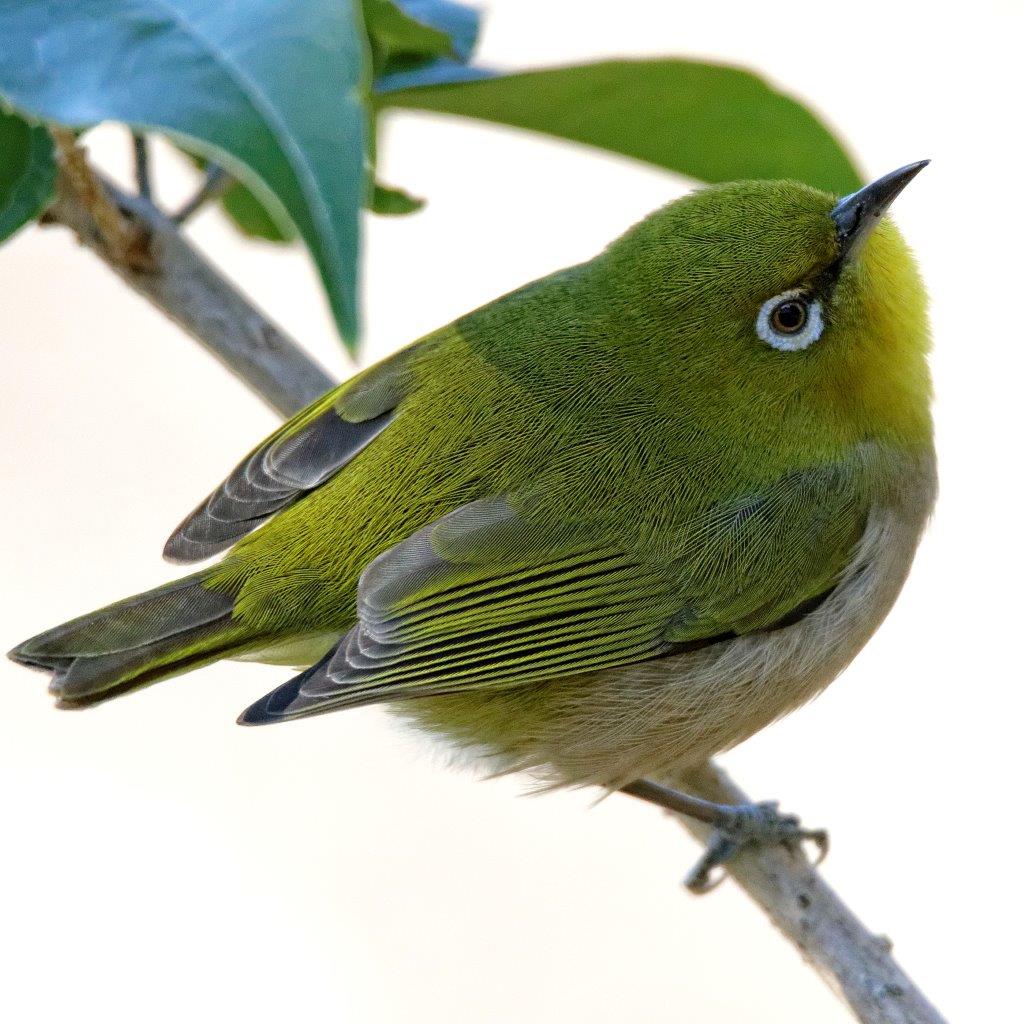 Warbling White-eye