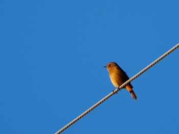 Sat, 10/28/2023 Birding report at 志免福祉公園