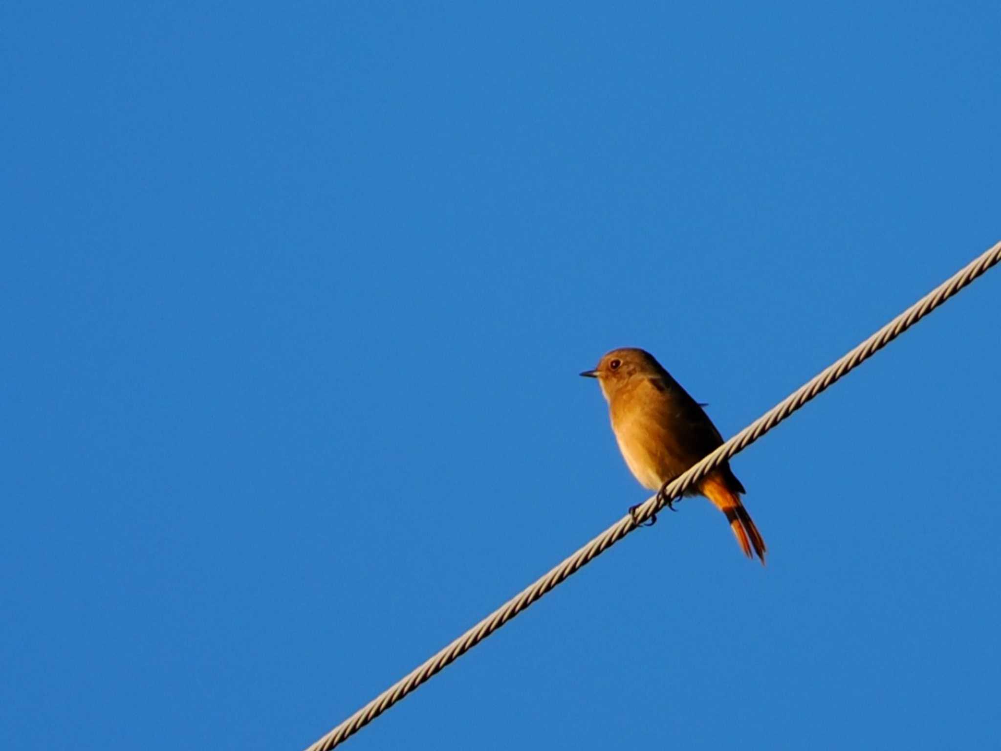 Daurian Redstart