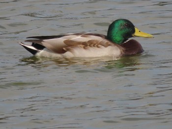 Mallard 山口県立きらら浜自然観察公園 Fri, 11/3/2023