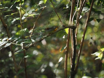 ソウシチョウ 丸火自然公園 2023年11月3日(金)