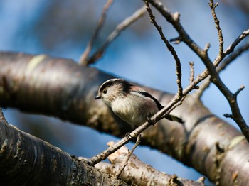 Long-tailed Tit Teganuma Fri, 11/3/2023