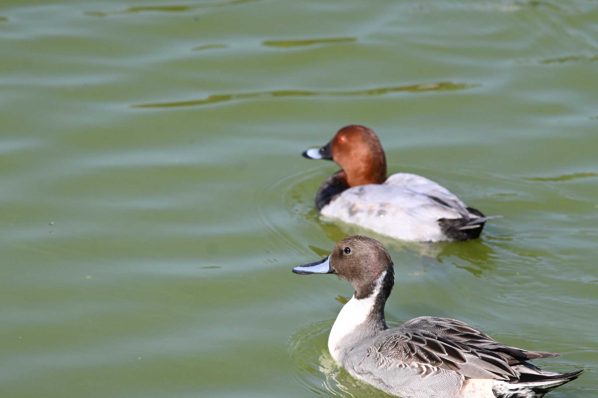 Northern Pintail