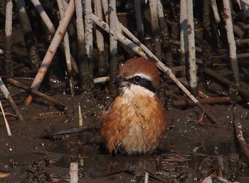 モズ 東京港野鳥公園 2023年11月3日(金)