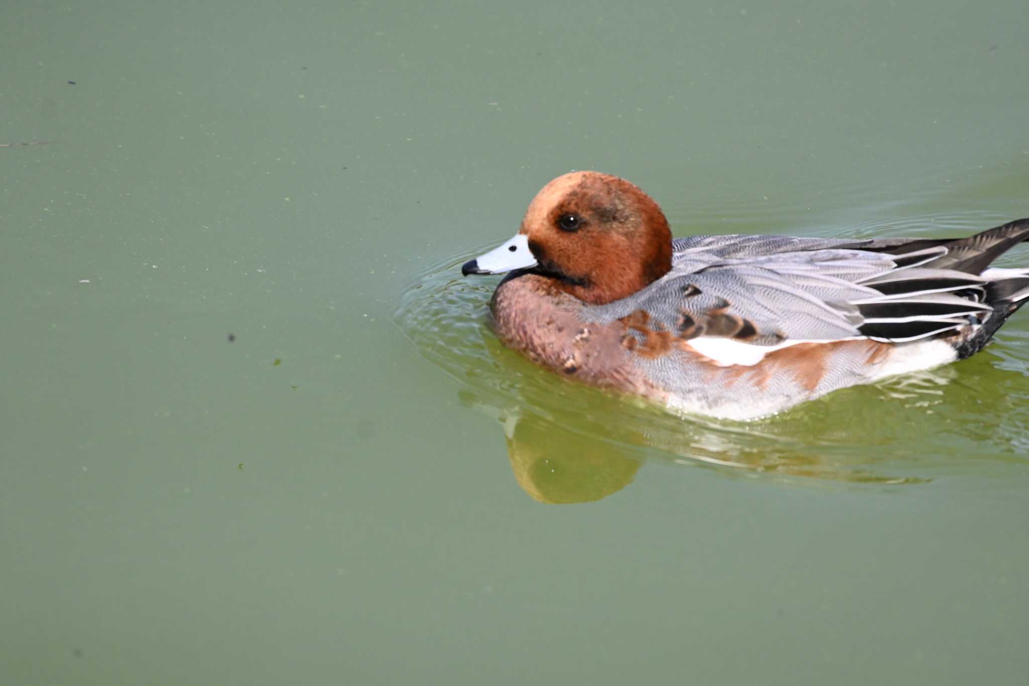 Eurasian Wigeon