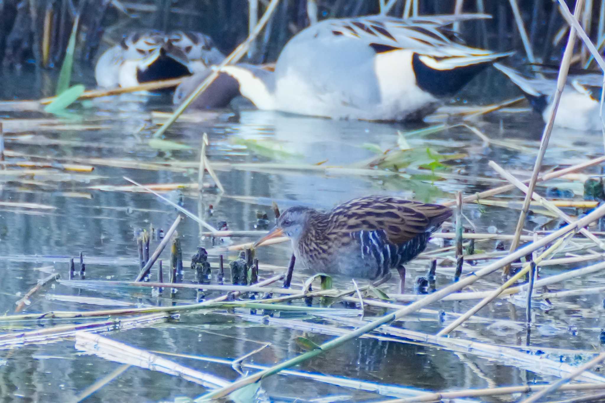 Brown-cheeked Rail