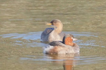 カイツブリ 東京港野鳥公園 2023年11月3日(金)