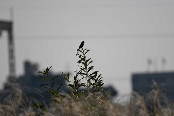 Fri, 11/3/2023 Birding report at 平城宮跡